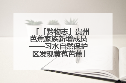 「黔物志」贵州芭蕉家族新增成员——习水自然保护区发现黄苞芭蕉