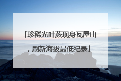 珍稀光叶蕨现身瓦屋山，刷新海拔最低纪录