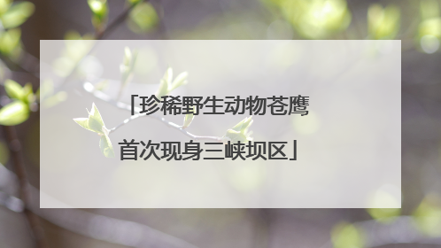 珍稀野生动物苍鹰首次现身三峡坝区