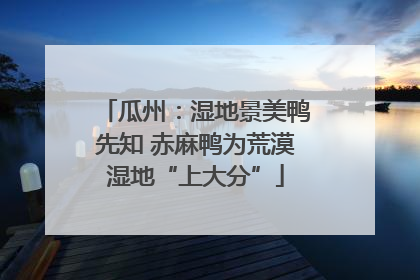 瓜州：湿地景美鸭先知 赤麻鸭为荒漠湿地“上大分”