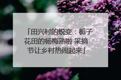 田兴村的蜕变：栀子花田的杨梅熟啦 采摘节让乡村热闹起来