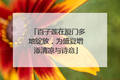百子莲在厦门多地绽放，为盛夏增添清凉与诗意