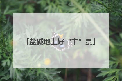 盐碱地上好“丰”景