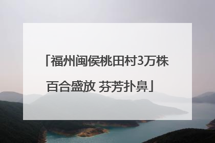 福州闽侯桃田村3万株百合盛放 芬芳扑鼻