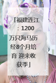 福建连江：1200万只海马历经8个月培育 迎来收获季