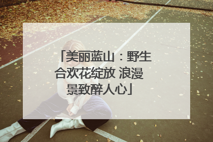 美丽蓝山：野生合欢花绽放 浪漫景致醉人心