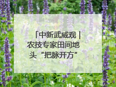 中新武威观｜农技专家田间地头“把脉开方”送“及时雨”