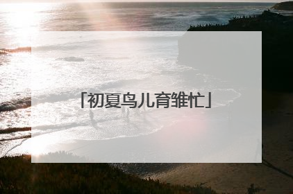 初夏鸟儿育雏忙