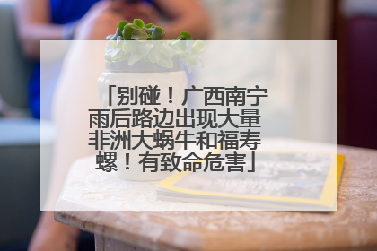 别碰！广西南宁雨后路边出现大量非洲大蜗牛和福寿螺！有致命危害