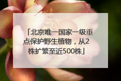 北京唯一国家一级重点保护野生植物，从2株扩繁至近500株