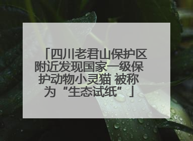 四川老君山保护区附近发现国家一级保护动物小灵猫 被称为“生态试纸”