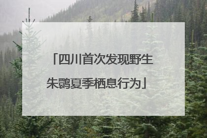 四川首次发现野生朱鹮夏季栖息行为