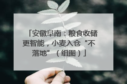 安徽阜南：粮食收储更智能，小麦入仓“不落地”（组图）