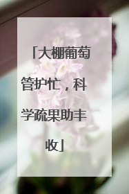 大棚葡萄管护忙，科学疏果助丰收