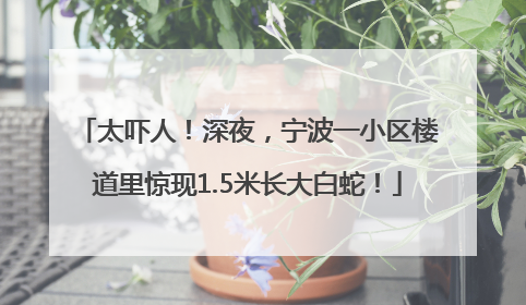 太吓人！深夜，宁波一小区楼道里惊现1.5米长大白蛇！