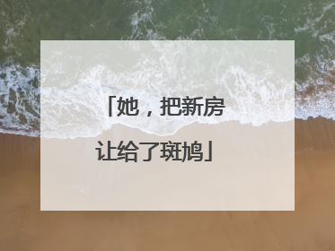 她，把新房让给了斑鸠