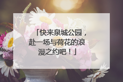 快来泉城公园，赴一场与荷花的浪漫之约吧！