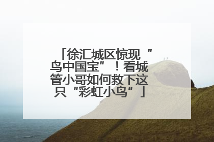 徐汇城区惊现“鸟中国宝”！看城管小哥如何救下这只“彩虹小鸟”
