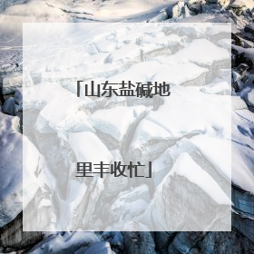 山东盐碱地里丰收忙