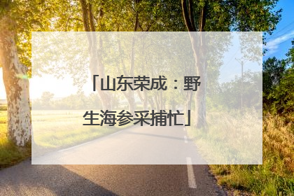 山东荣成：野生海参采捕忙