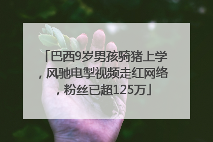 巴西9岁男孩骑猪上学，风驰电掣视频走红网络，粉丝已超125万