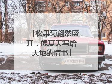 松果菊翩然盛开，像夏天写给大地的情书