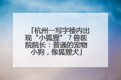 杭州一写字楼内出现“小狐狸”？兽医院院长：普通的宠物小狗，像狐狸犬