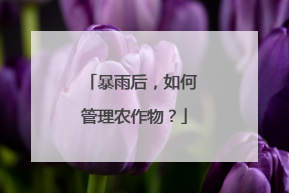 暴雨后，如何管理农作物？