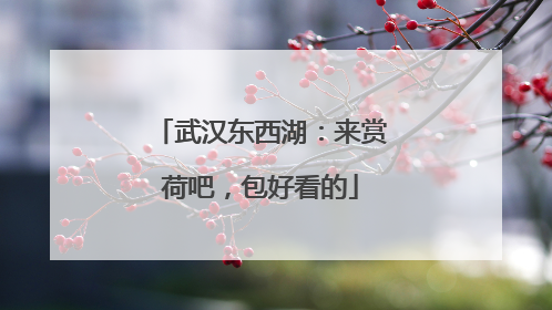 武汉东西湖：来赏荷吧，包好看的