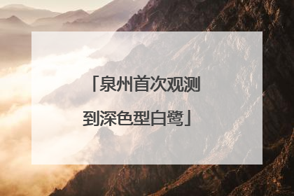 泉州首次观测到深色型白鹭