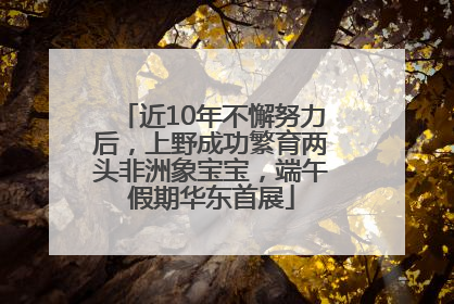 近10年不懈努力后，上野成功繁育两头非洲象宝宝，端午假期华东首展