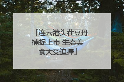 连云港头茬豆丹捕捉上市 生态美食大受追捧