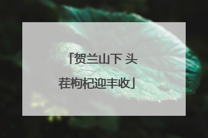 贺兰山下 头茬枸杞迎丰收