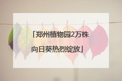郑州植物园2万株向日葵热烈绽放