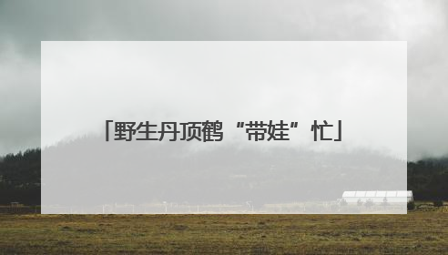 野生丹顶鹤“带娃”忙