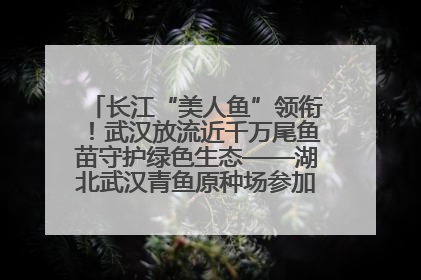 长江“美人鱼”领衔！武汉放流近千万尾鱼苗守护绿色生态——湖北武汉青鱼原种场参加2025年“全国放鱼日”增殖放流活动