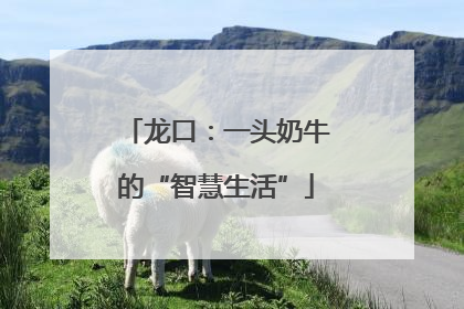 龙口：一头奶牛的“智慧生活”