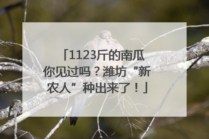 1123斤的南瓜你见过吗？潍坊“新农人”种出来了！