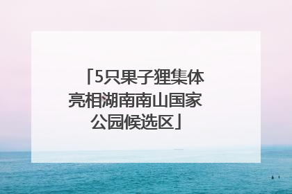 5只果子狸集体亮相湖南南山国家公园候选区